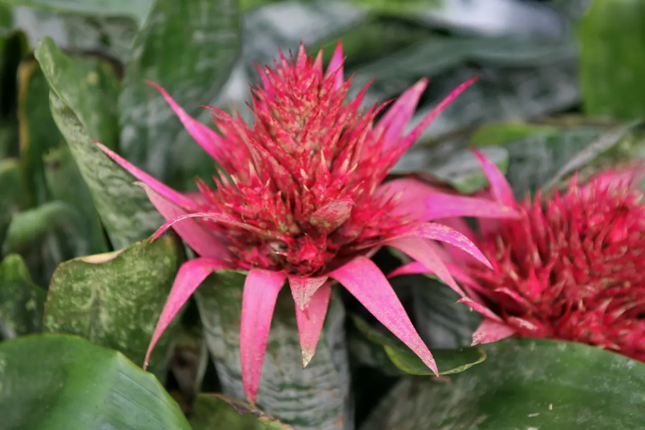Pink Thistle Bromeliad (Aechmea Fasciata) — with a width of about 3 inches; the inflorescence provides a dramatic focal point within a landscape.<br><br>Easy