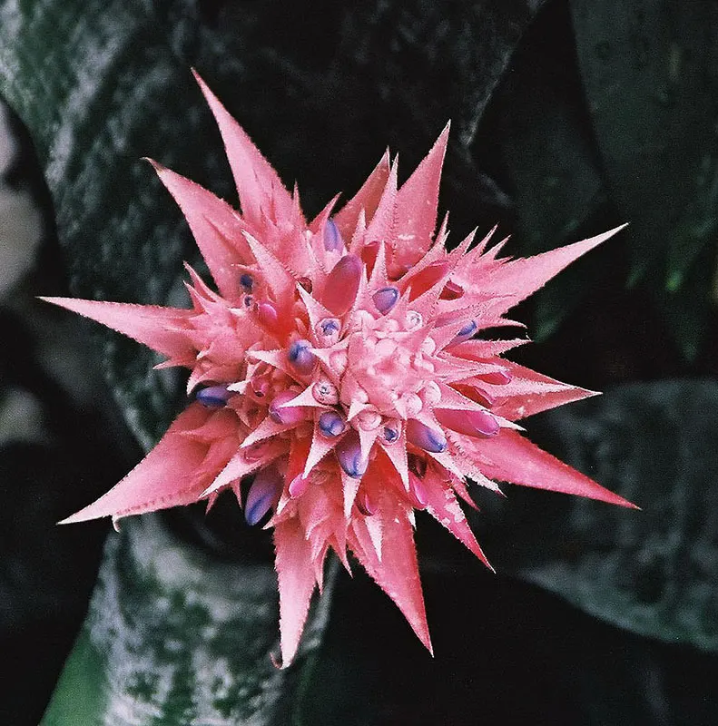 Pink Thistle Bromeliad (Aechmea Fasciata) — Be sure to fill the central "tank" formed by the leaf rosette with water; indirect sunlight and thrives, image 96