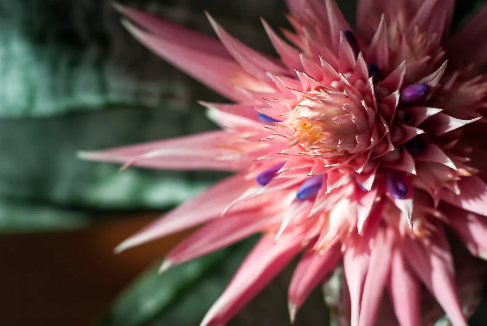 Pink Thistle Bromeliad (Aechmea Fasciata) — Its prominent pink inflorescence, lasting for months, adds vibrant accents to any landscape; horizontal banding