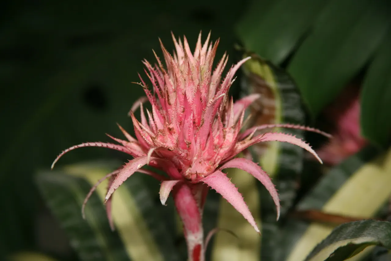 Pink Thistle Bromeliad (Aechmea Fasciata) — Aechmea fasciata serves as an excellent ground cover or a stunning accent in rock gardens or tropical, image 47