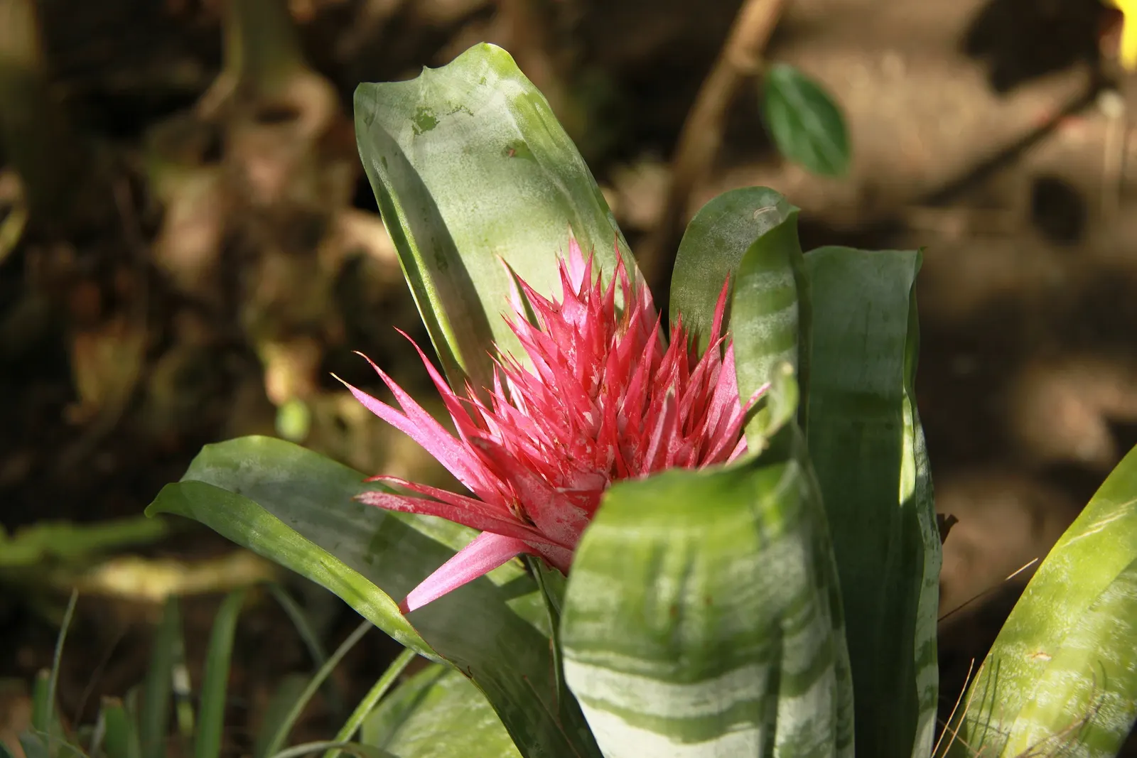 Pink Thistle Bromeliad (Aechmea Fasciata) — with a width of about 3 inches; the inflorescence provides a dramatic focal point within a, image 85