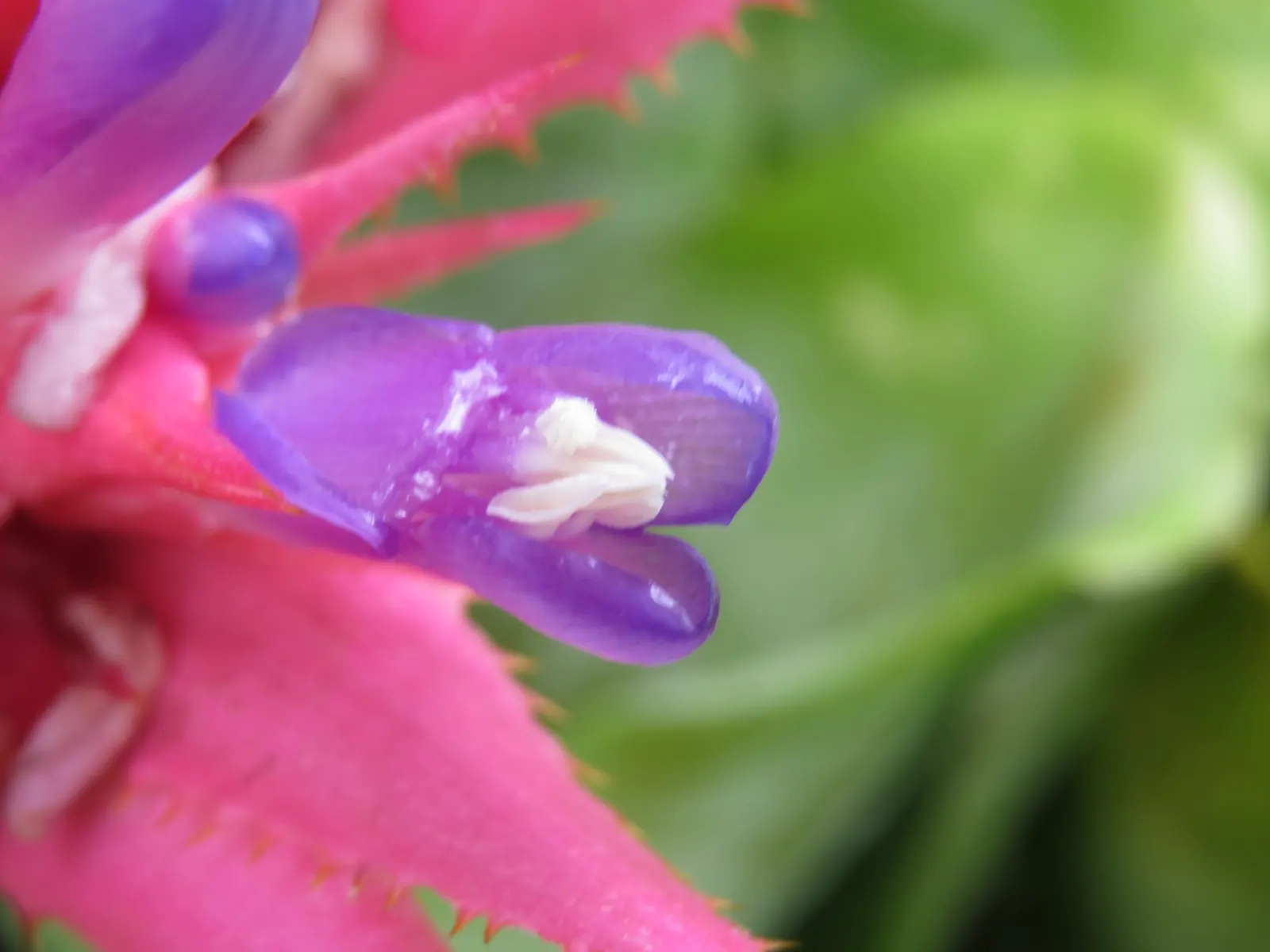 Pink Thistle Bromeliad (Aechmea Fasciata) — indirect sunlight and thrives in USDA Hardiness Zones 10 to 12; scientifically referred to as Aechmea, image 69