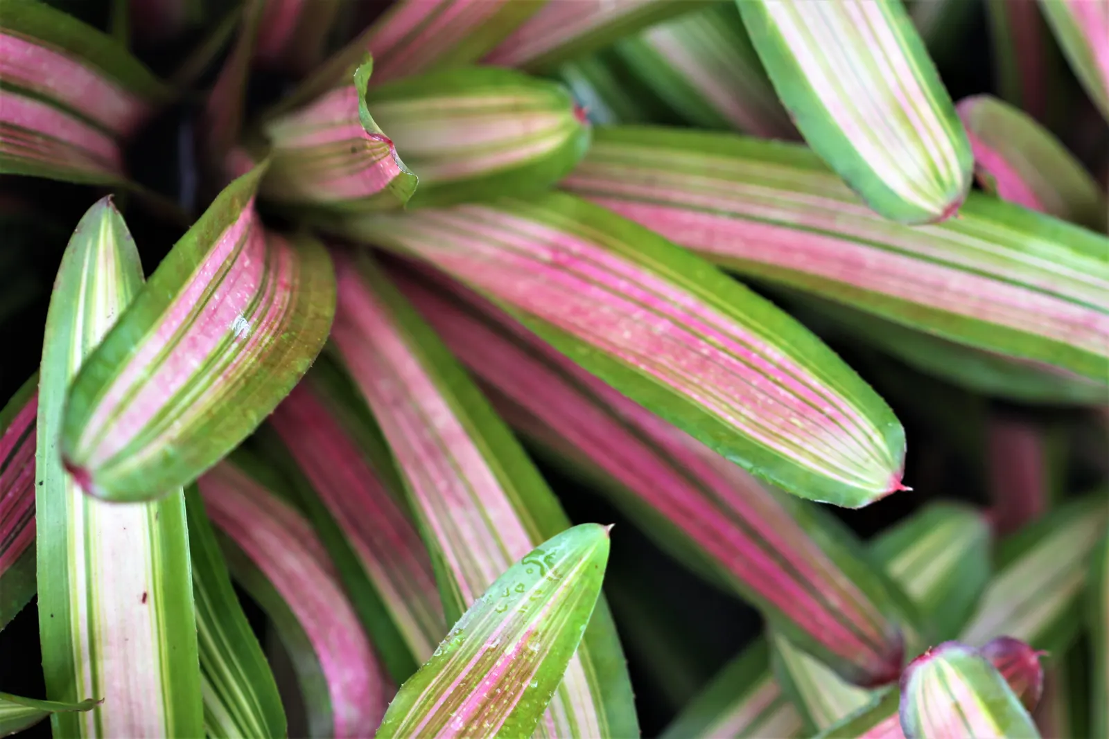 Pink Thistle Bromeliad (Aechmea Fasciata) — indirect sunlight and thrives in USDA Hardiness Zones 10 to 12; scientifically referred to as Aechmea, image 94