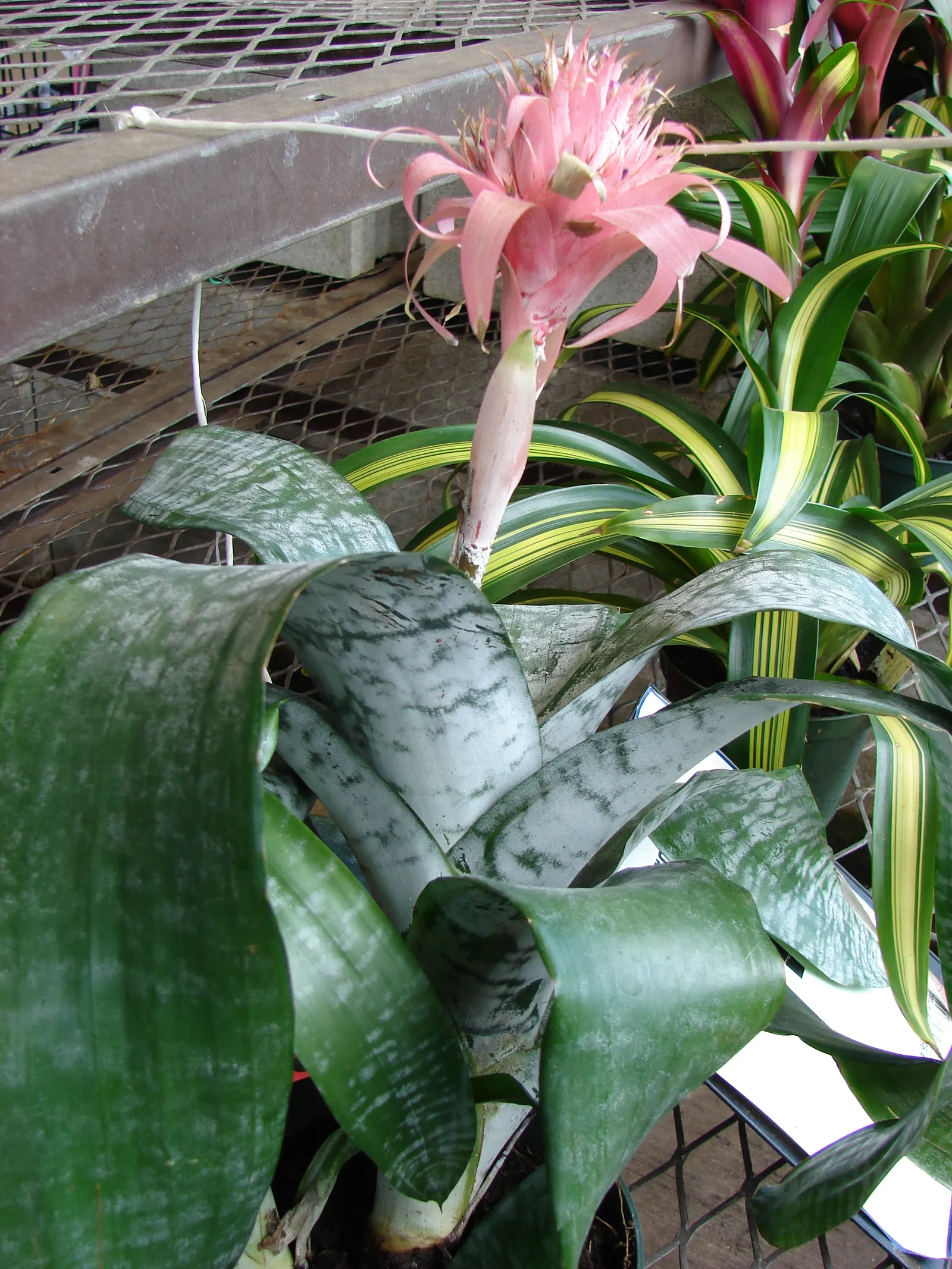 Pink Thistle Bromeliad (Aechmea Fasciata) — is a striking evergreen perennial prized for its ornamental appeal; and during its long-lasting bloom, image 106