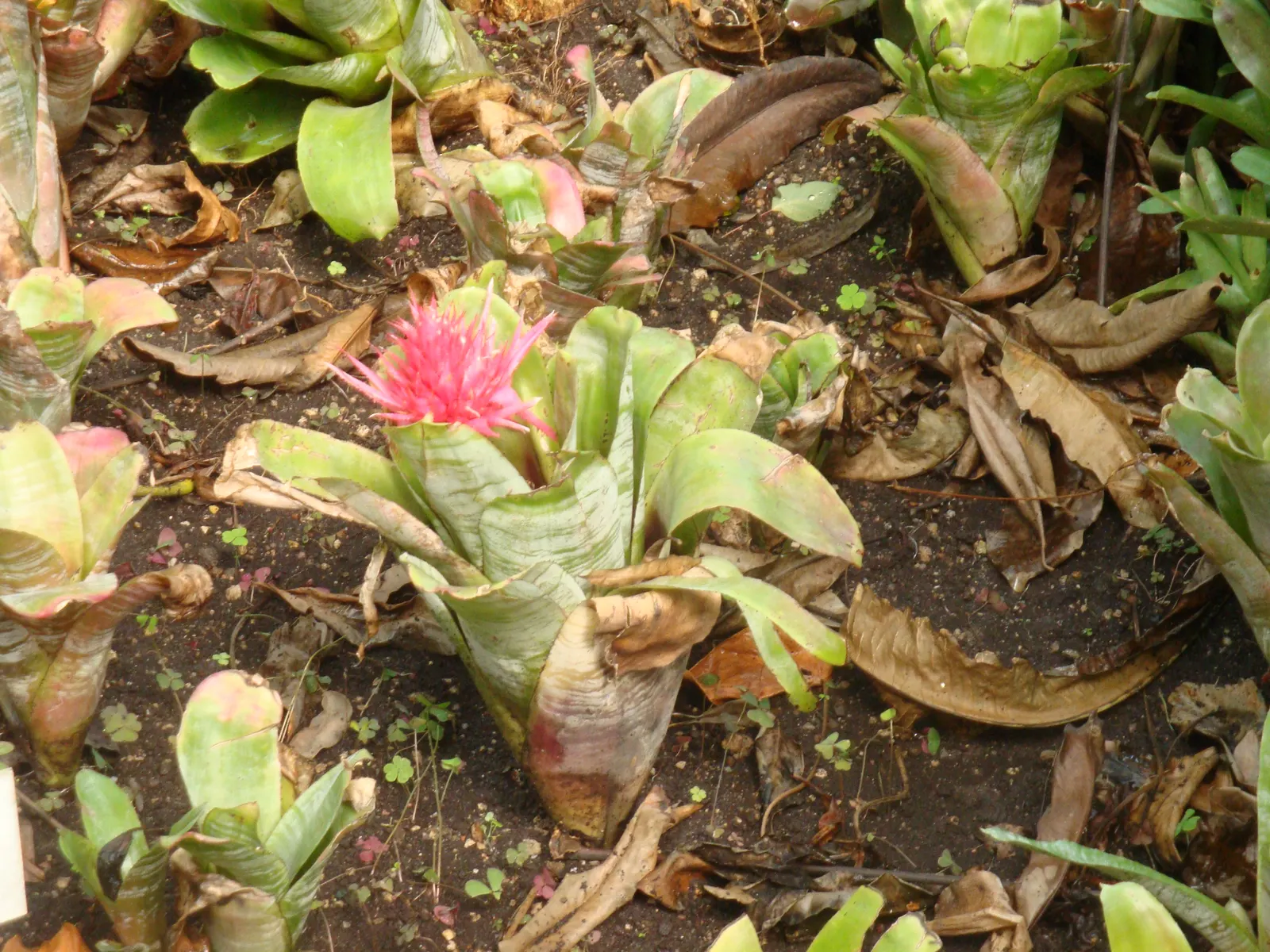 Pink Thistle Bromeliad (Aechmea Fasciata) — which emerges as a spectacular pink bract resembling a thistle