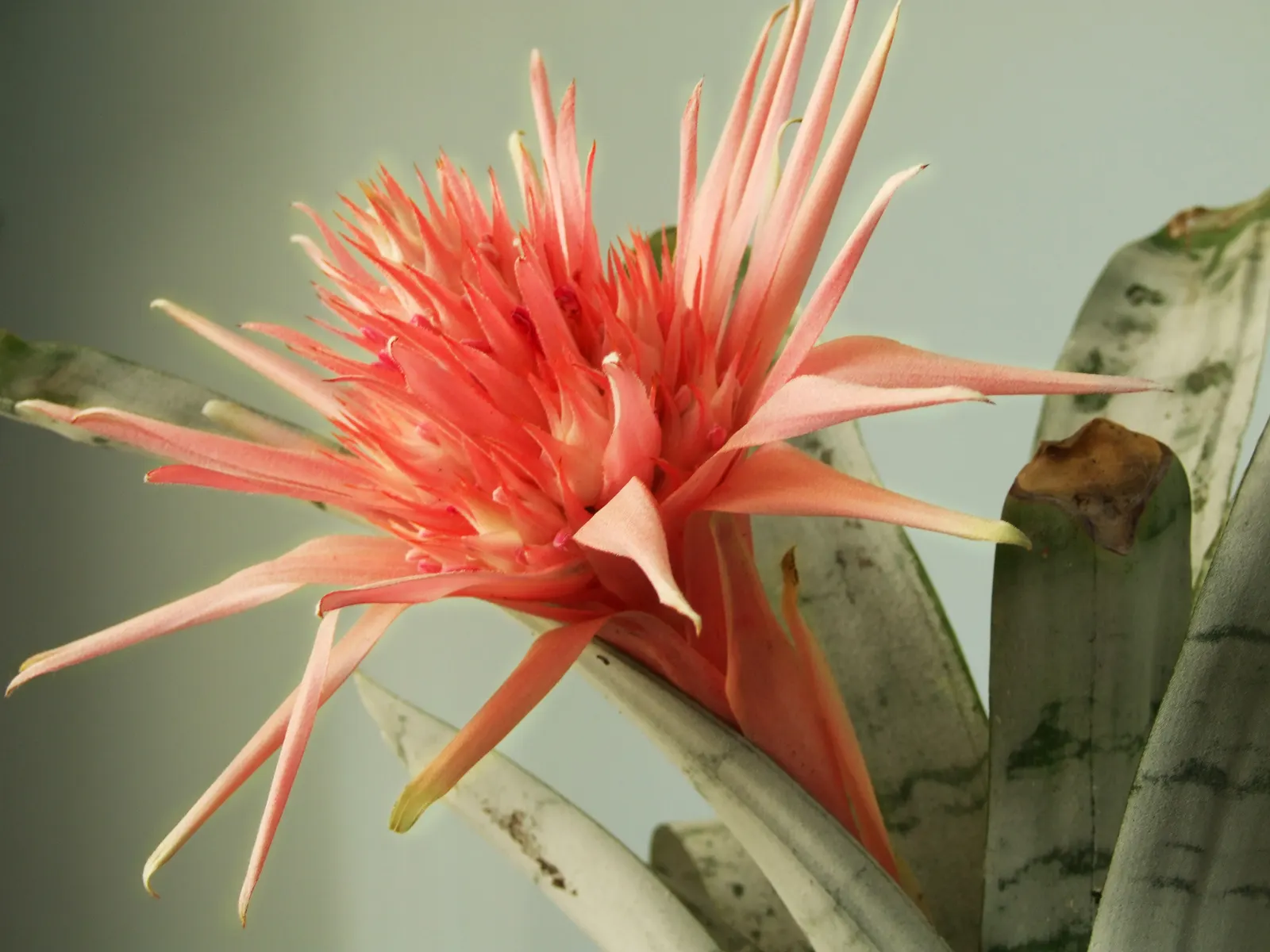 Pink Thistle Bromeliad (Aechmea Fasciata) — is a striking evergreen perennial prized for its ornamental appeal; and during its long-lasting bloom, image 81
