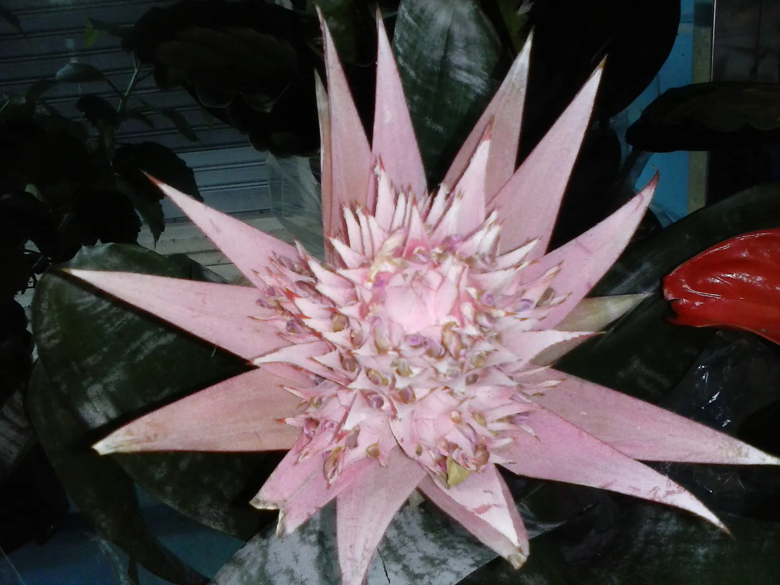 Pink Thistle Bromeliad (Aechmea Fasciata) — Be sure to fill the central "tank" formed by the leaf rosette with water; indirect sunlight and thrives in USDA
