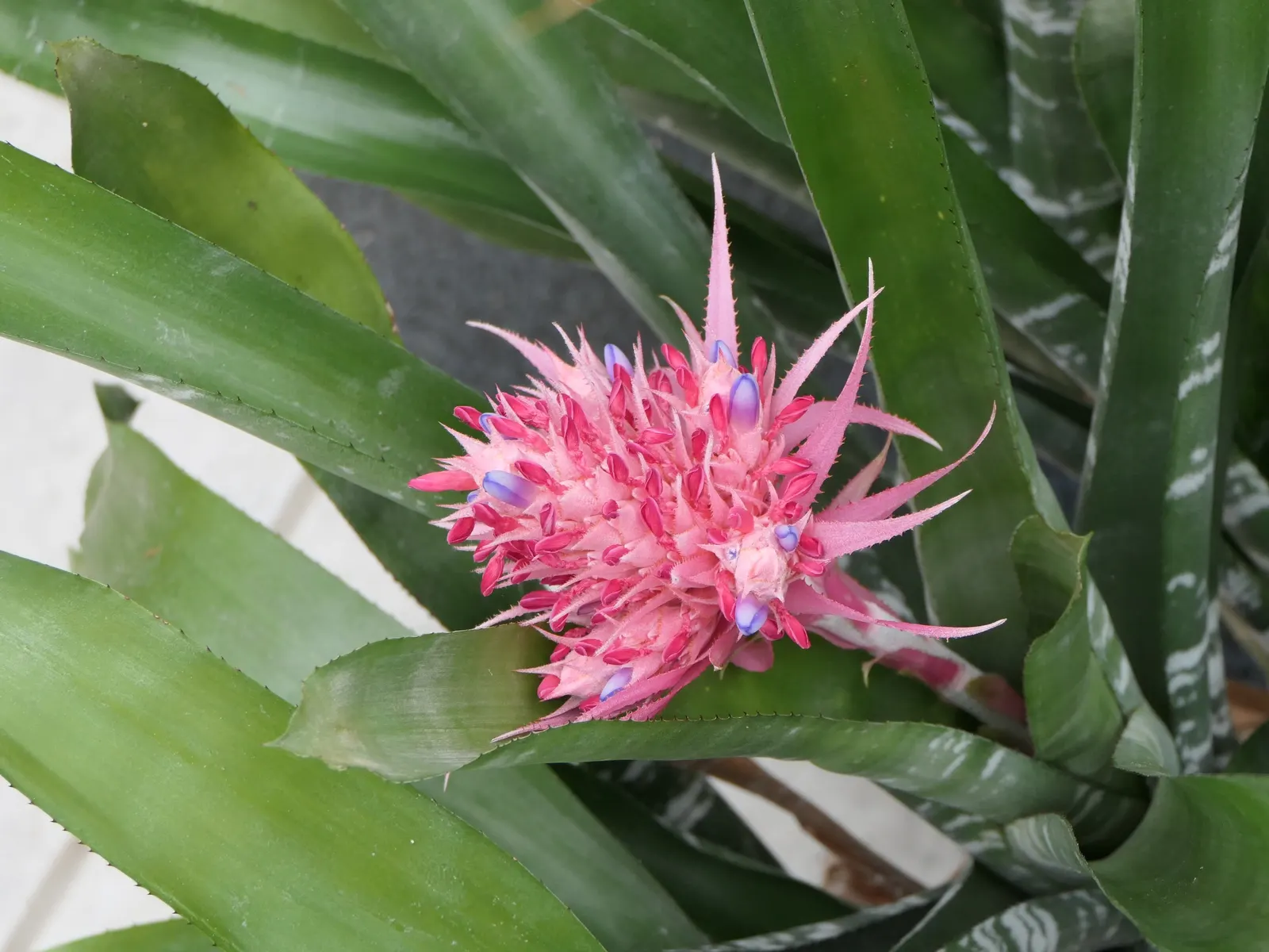 Pink Thistle Bromeliad (Aechmea Fasciata) — This robust plant prefers partial shade to filtered light and requires well-draining soil; aechmea, image 103