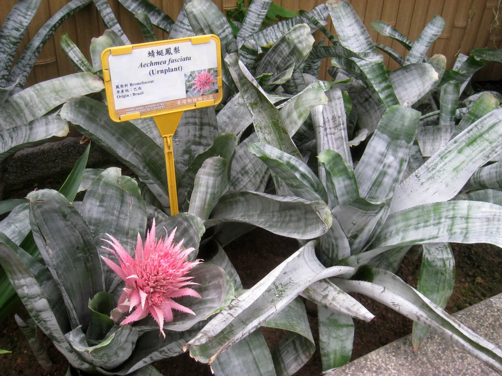 Pink Thistle Bromeliad (Aechmea Fasciata) — scientifically referred to as Aechmea fasciata; hailing from the bromeliad family, image 80