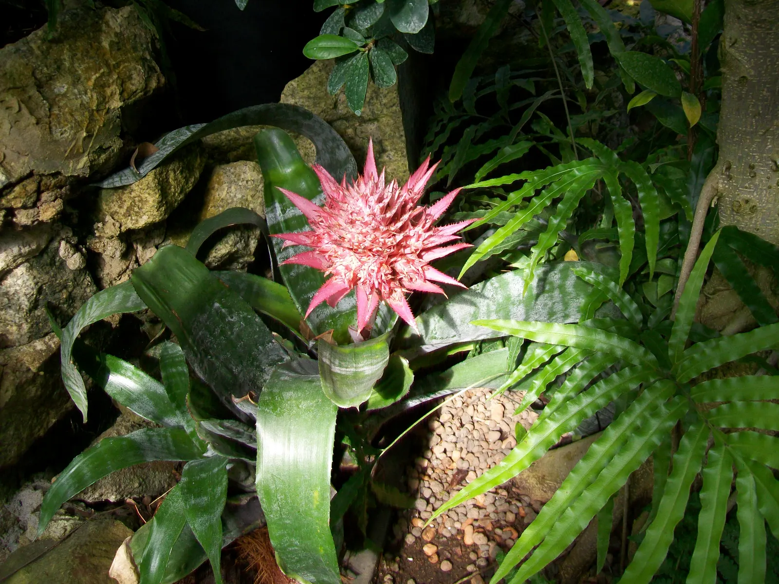 Pink Thistle Bromeliad (Aechmea Fasciata) — Provide well-draining soil and allow the potting medium to dry slightly between waterings; which, image 70