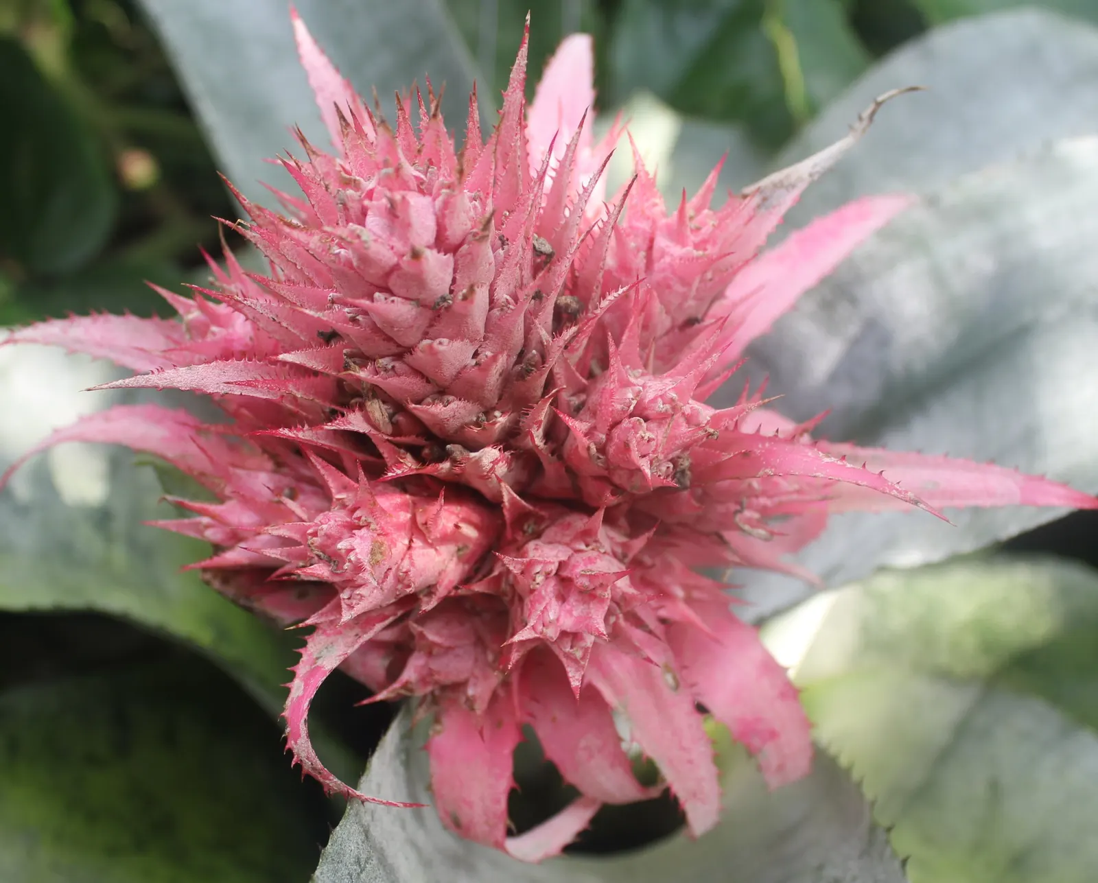 Pink Thistle Bromeliad (Aechmea Fasciata) — silver-green foliage with bands of muted silver and reaches about 18 inches in height and width
