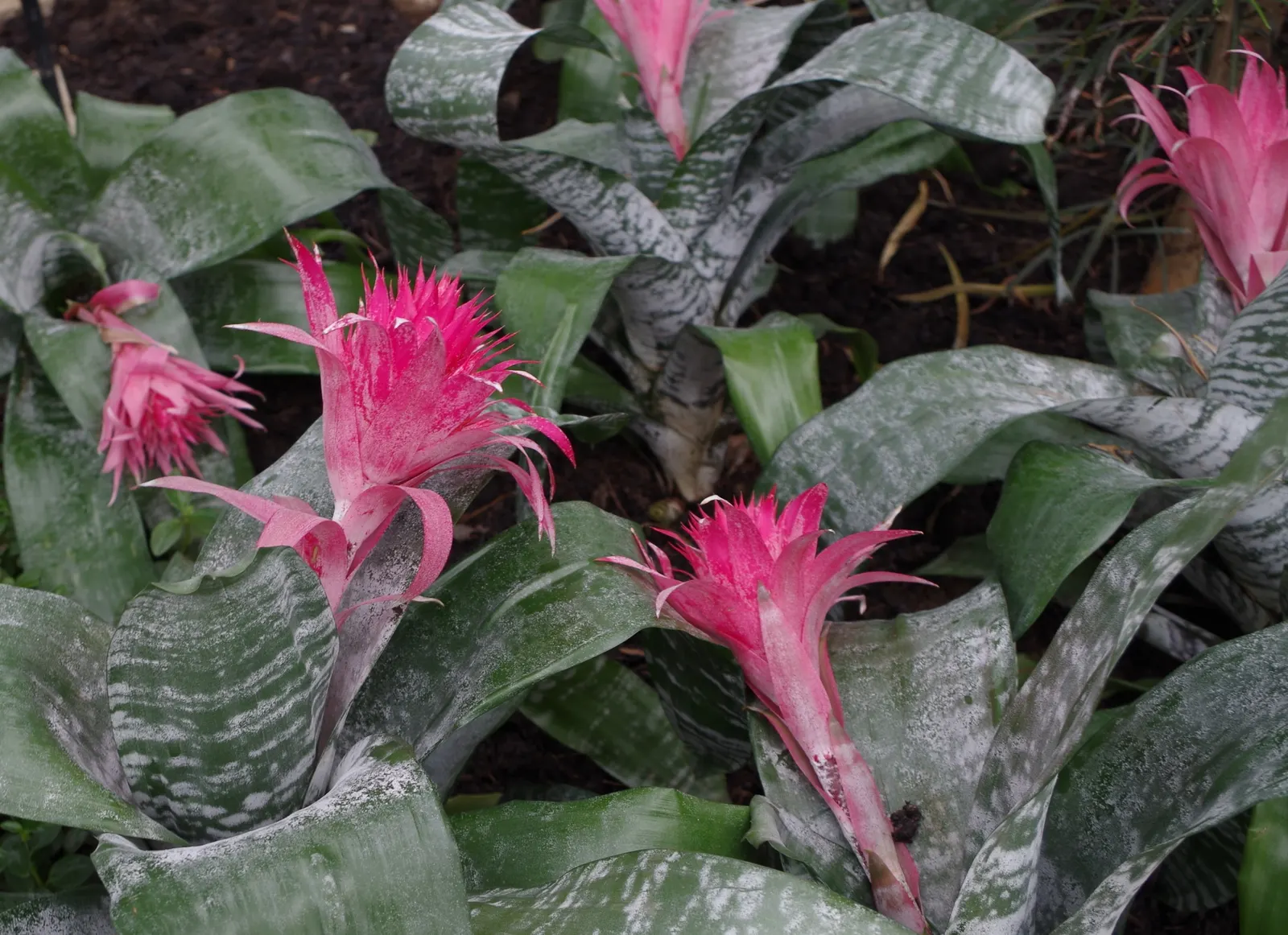 Pink Thistle Bromeliad (Aechmea Fasciata) — horizontal banding pattern.<br><br>The plant\'s most remarkable feature is its stunning inflorescence