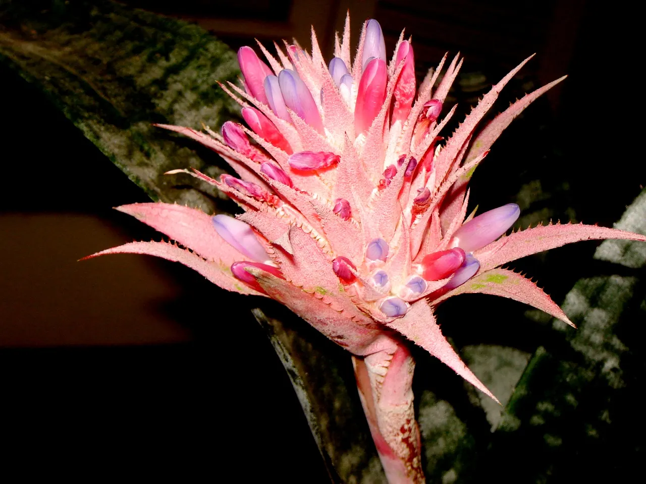 Pink Thistle Bromeliad (Aechmea Fasciata) — it produces small lavender or bluish flowers; leathery leaves that typically span up to 18 inches in, image 91