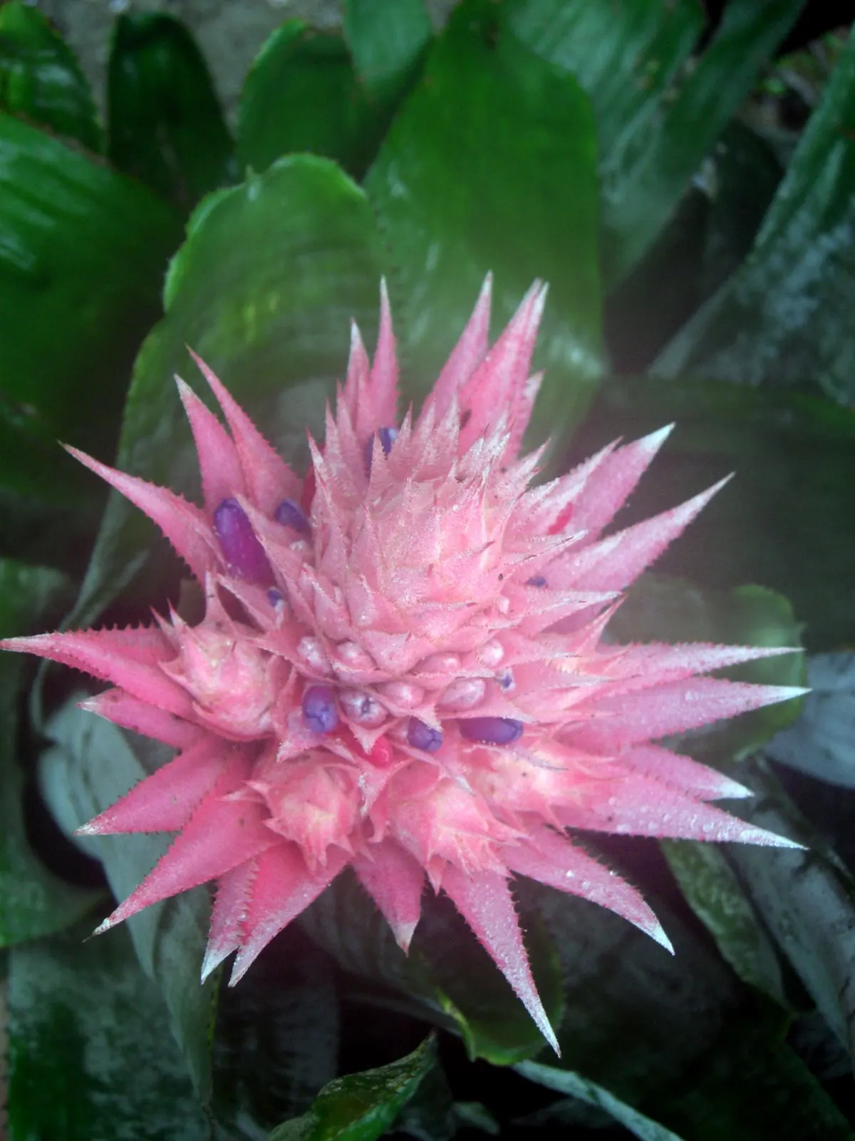 Pink Thistle Bromeliad (Aechmea Fasciata) — Suitable for USDA zones 10-11, it makes an exotic, low-maintenance statement in temperate garden designs; succulent