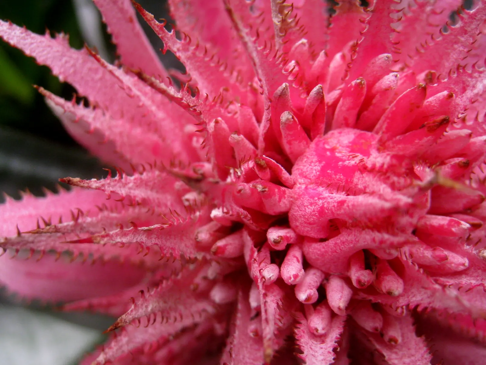 Pink Thistle Bromeliad (Aechmea Fasciata) — silver-green foliage with bands of muted silver and reaches about 18 inches in height and width, image 76