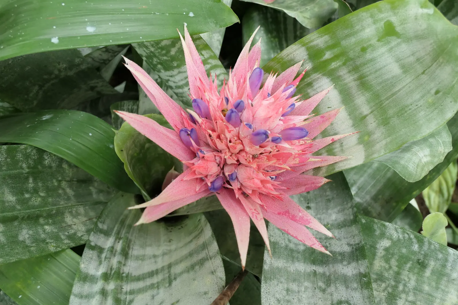Pink Thistle Bromeliad (Aechmea Fasciata) — Hailing from the bromeliad family; be sure to fill the central "tank" formed by the leaf rosette with water