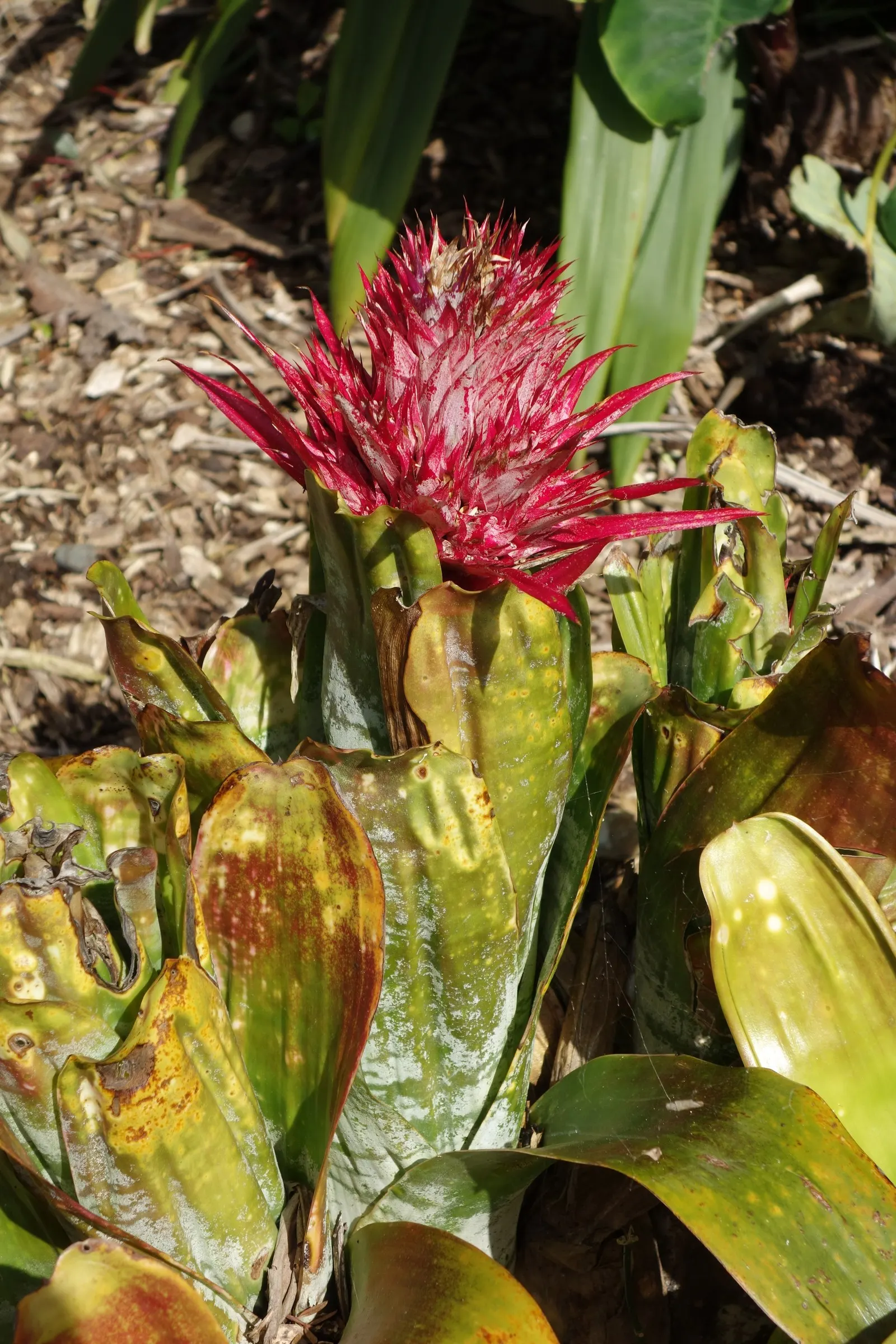 Pink Thistle Bromeliad (Aechmea Fasciata) — leathery leaves that typically span up to 18 inches in length; with a width of about 3 inches, image 59