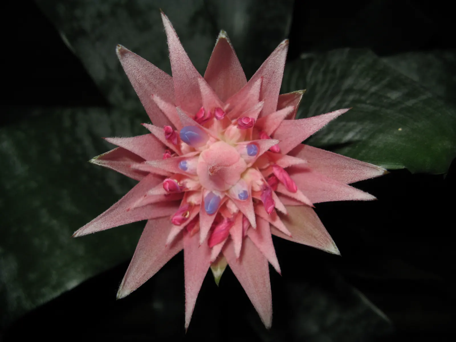 Pink Thistle Bromeliad (Aechmea Fasciata) — pink and red flowers in the garden