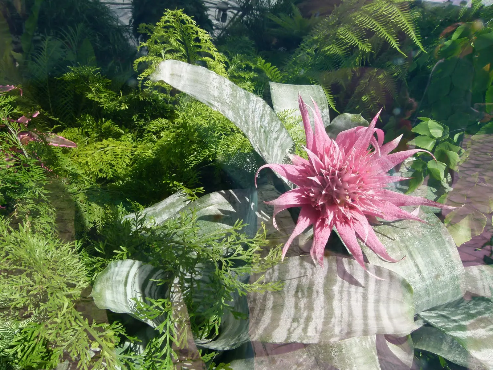 Pink Thistle Bromeliad (Aechmea Fasciata) — Provide well-draining soil and allow the potting medium to dry slightly between waterings; which emerges as a