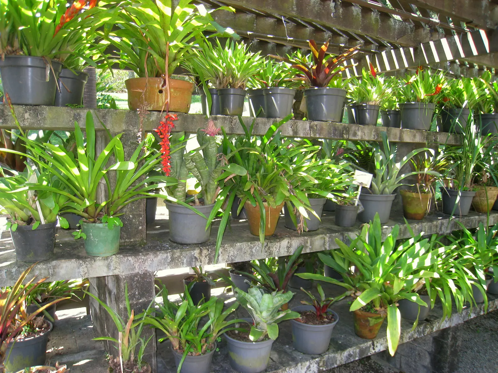 Pink Thistle Bromeliad (Aechmea Fasciata) — scientifically referred to as Aechmea fasciata; hailing from the bromeliad family, image 55