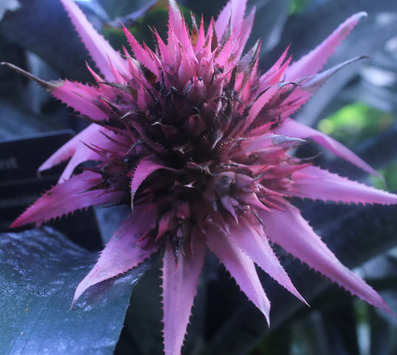 Pink Thistle Bromeliad (Aechmea Fasciata) — pink and red flowers in the garden; this plant boasts a rosette of broad, image 98