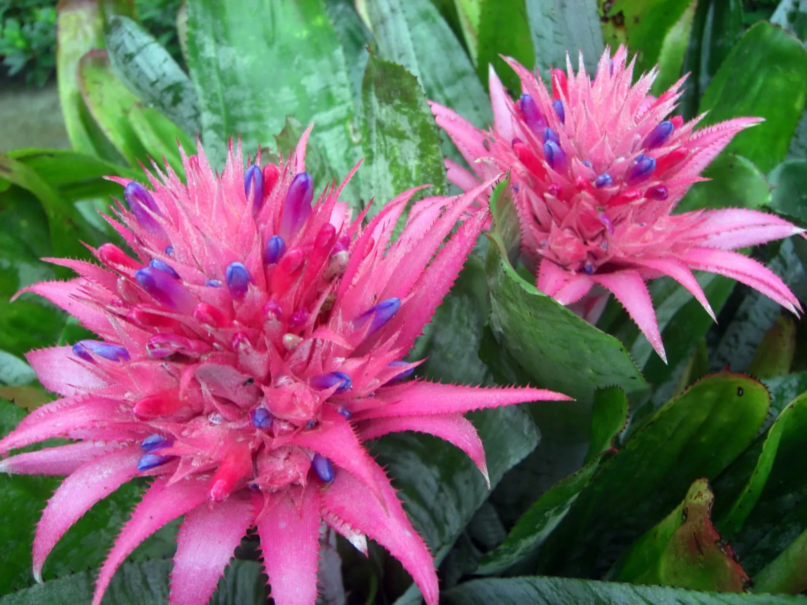 Pink Thistle Bromeliad (Aechmea Fasciata) — which emerges as a spectacular pink bract resembling a thistle; is a striking evergreen perennial prized for its