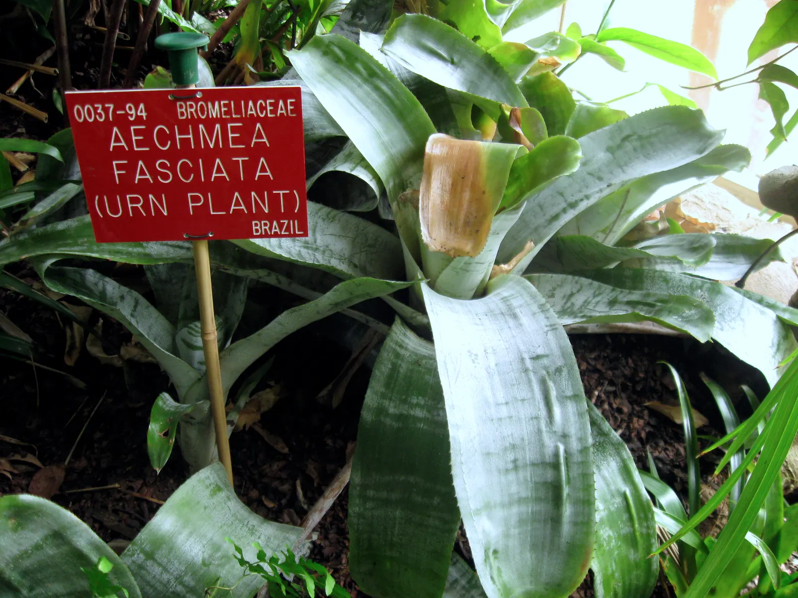 Pink Thistle Bromeliad (Aechmea Fasciata) — Suitable for USDA zones 10-11, it makes an exotic, low-maintenance statement in temperate garden, image 54