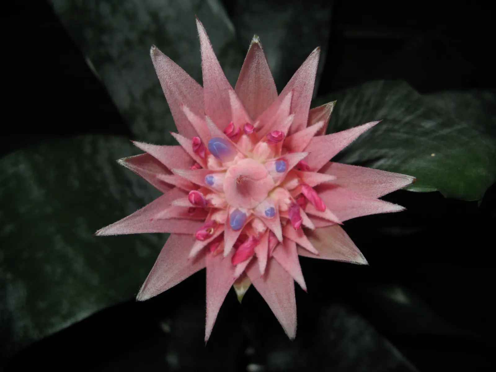 Pink Thistle Bromeliad (Aechmea Fasciata) — and during its long-lasting bloom