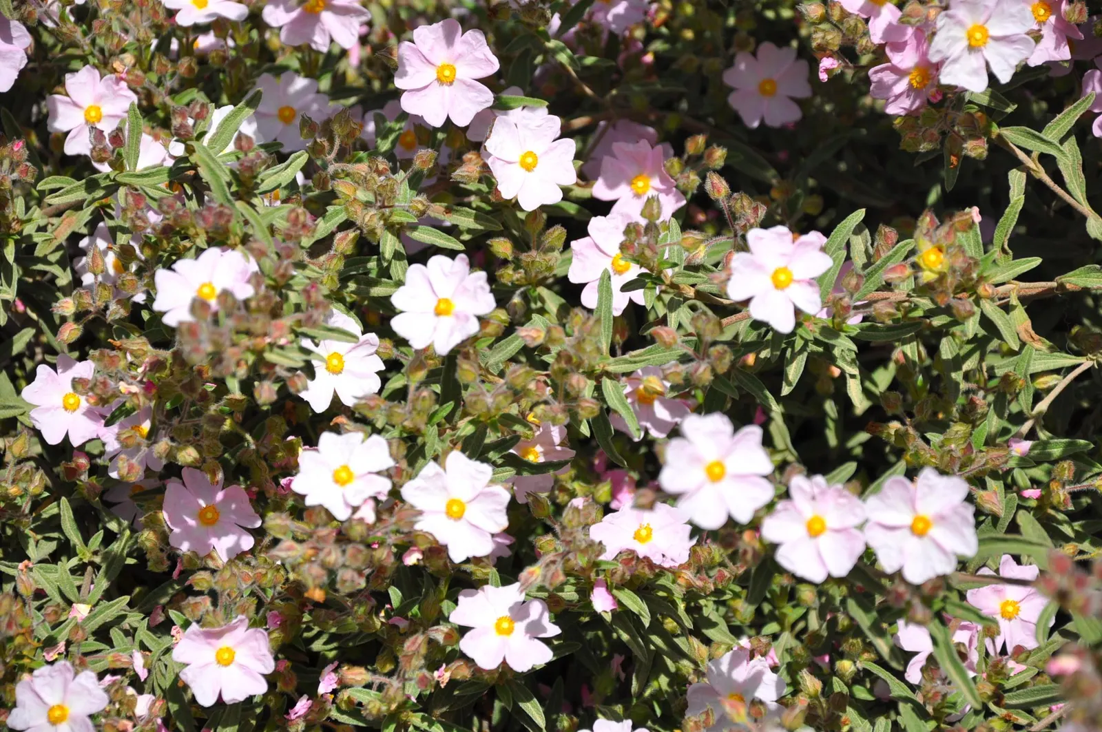 Pink Coral Rockrose (Cistus X Skanbergii) — The Pink Coral Rockrose (Cistus x skanbergii) is a charming evergreen shrub
