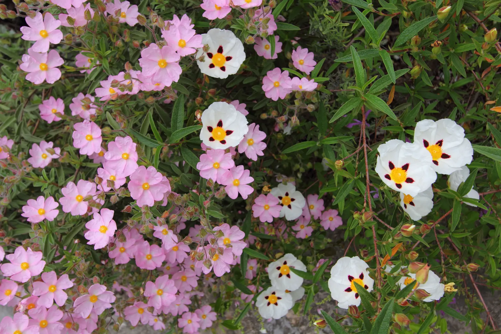 Pink Coral Rockrose (Cistus X Skanbergii) — reaching 2-3 feet in height with an equal spread