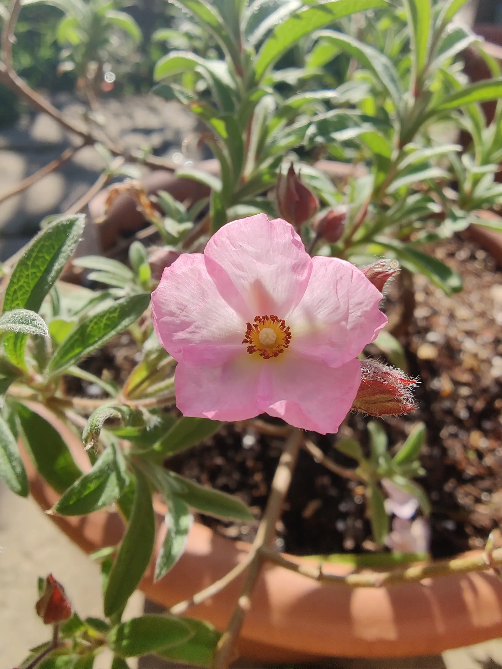 Pink Coral Rockrose (Cistus X Skanbergii) — pale pink flowers spanning up to 1.5 inches across