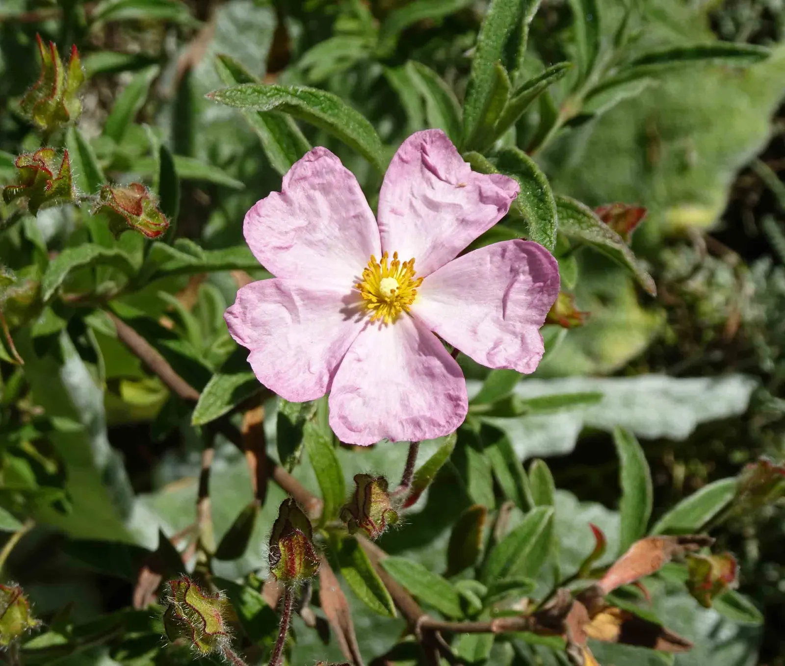 Pink Coral Rockrose (Cistus X Skanbergii) — Thriving in full sun and well-drained soil, it's drought-tolerant once established