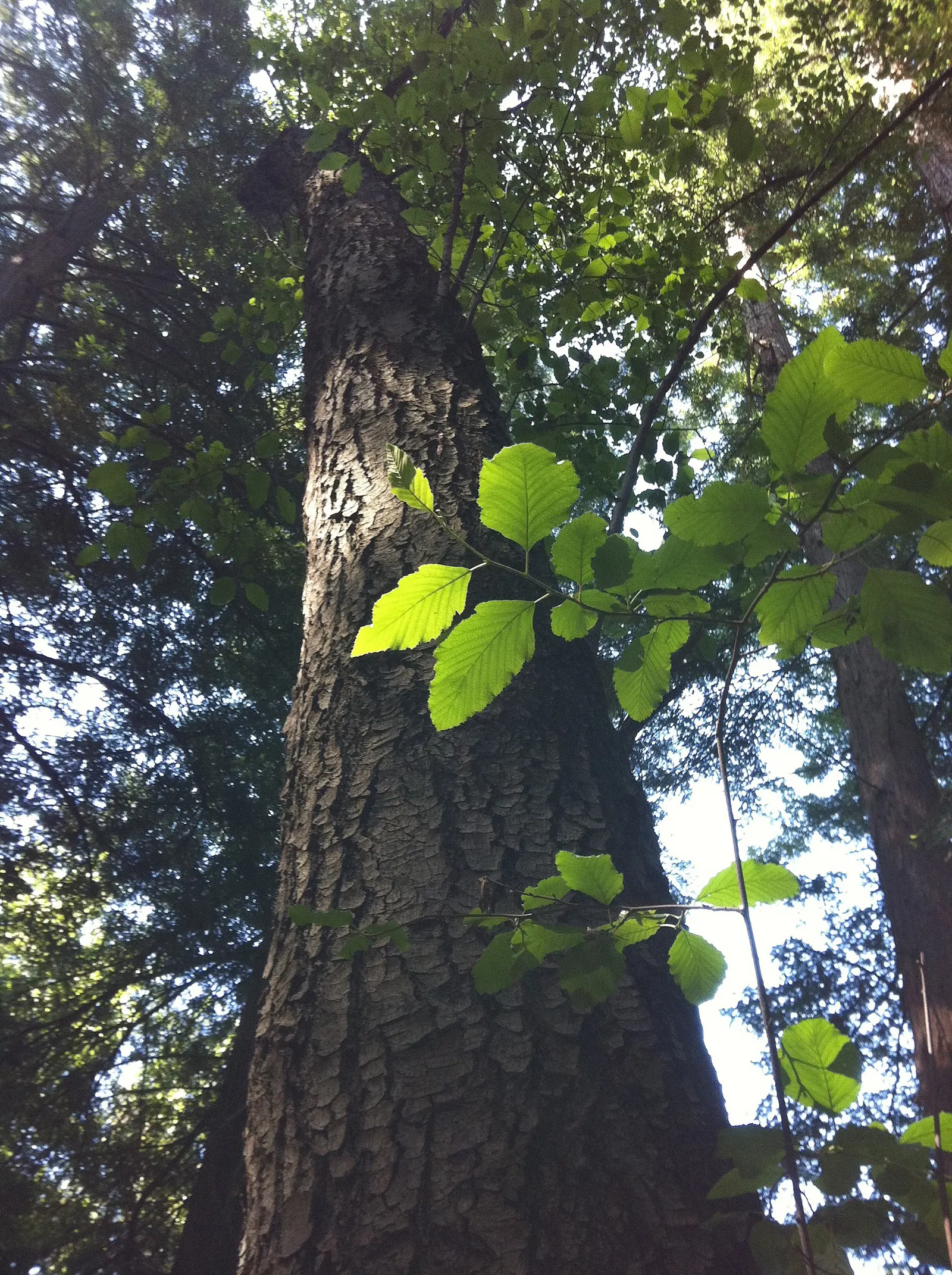 White Alder (Alnus Rhombifolia) — It's tolerant of both acidic and neutral soil conditions