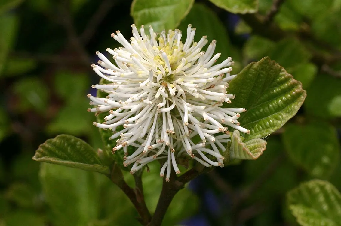 White Alder (Alnus Rhombifolia) — It features a smooth, gray-white bark and diamond-shaped, toothed leaves