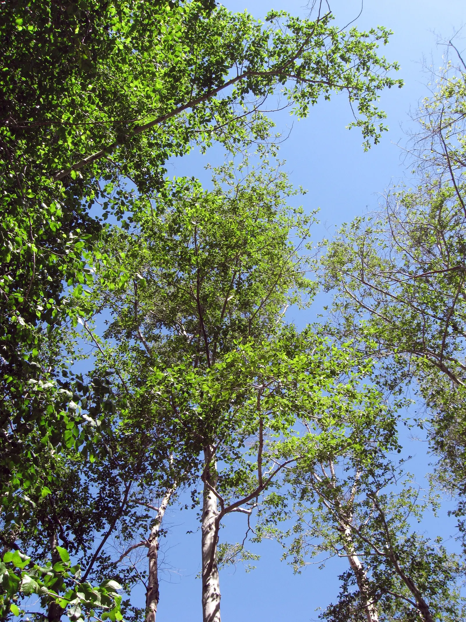 White Alder (Alnus Rhombifolia) — and although it is best suited for USDA zones 7 through 9