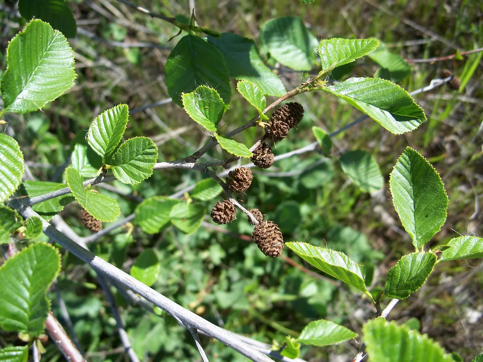 White Alder (Alnus Rhombifolia) — the White Alder thrives along stream banks and in wetlands