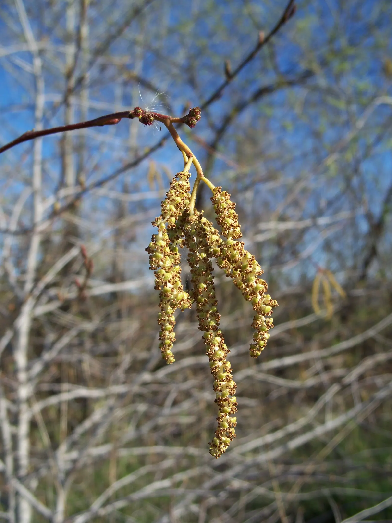 White Alder (Alnus Rhombifolia) — rounded form that creates an elegant silhouette in any landscape.<br><br>Characterized by its bright green