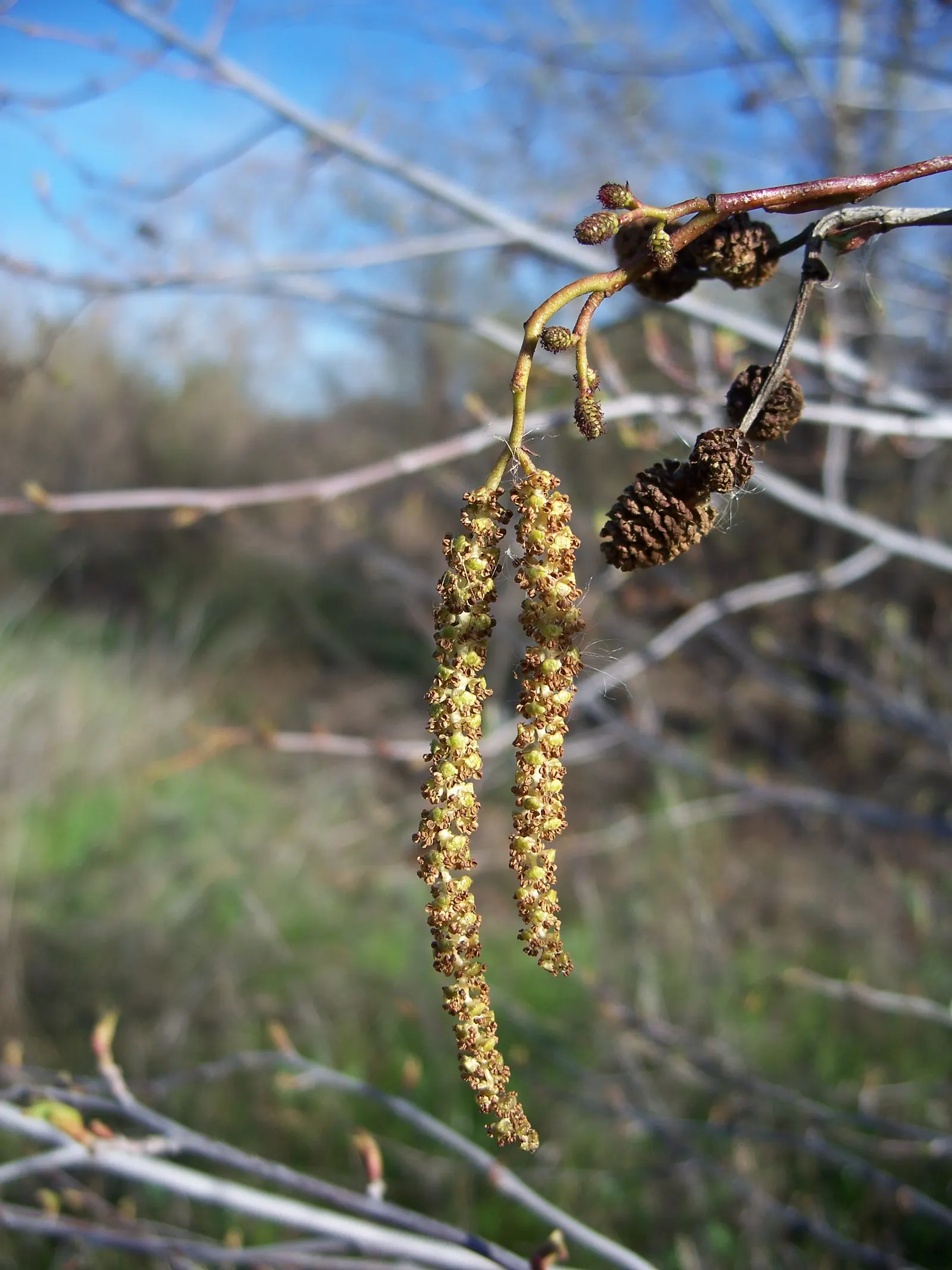 White Alder (Alnus Rhombifolia) — renowned for its rapid growth and adaptability