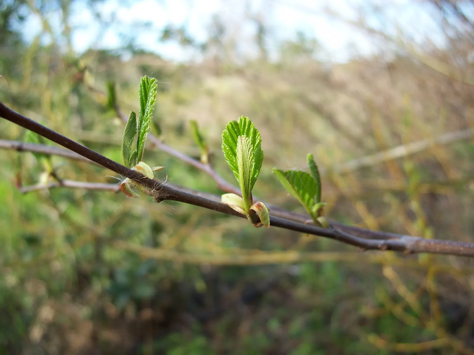 White Alder (Alnus Rhombifolia) — scientifically known as Alnus rhombifolia