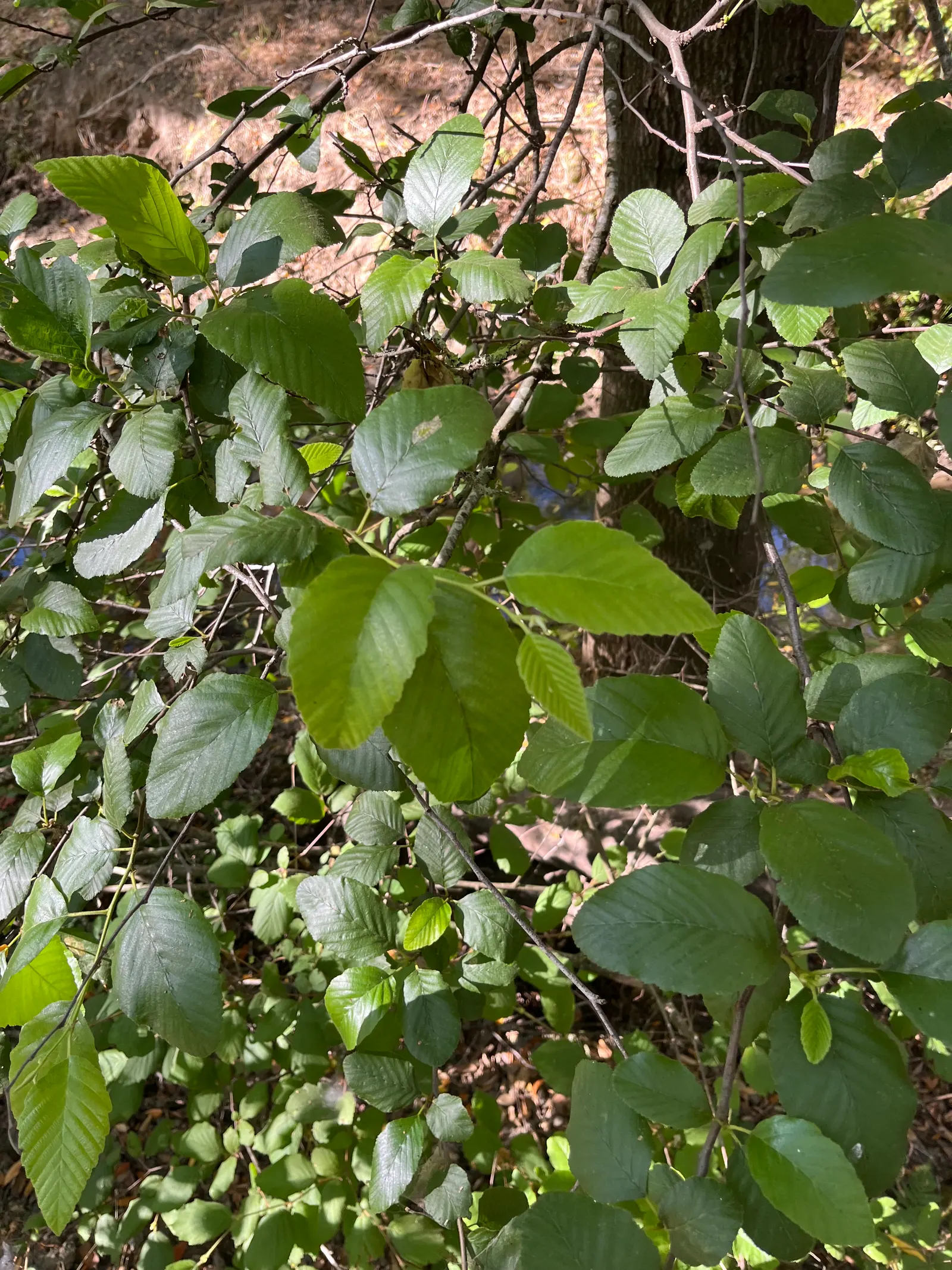 White Alder (Alnus Rhombifolia) — it can adapt to a wide range of environments.<br><br>The White Alder fixes nitrogen in the soil