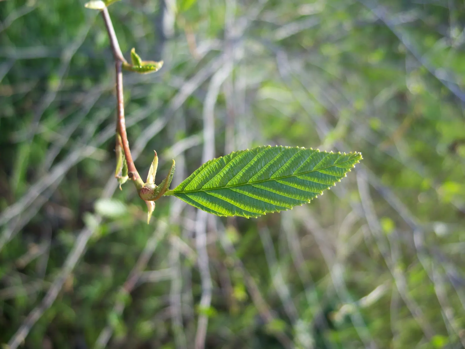White Alder (Alnus Rhombifolia) — and requires minimal pruning once established