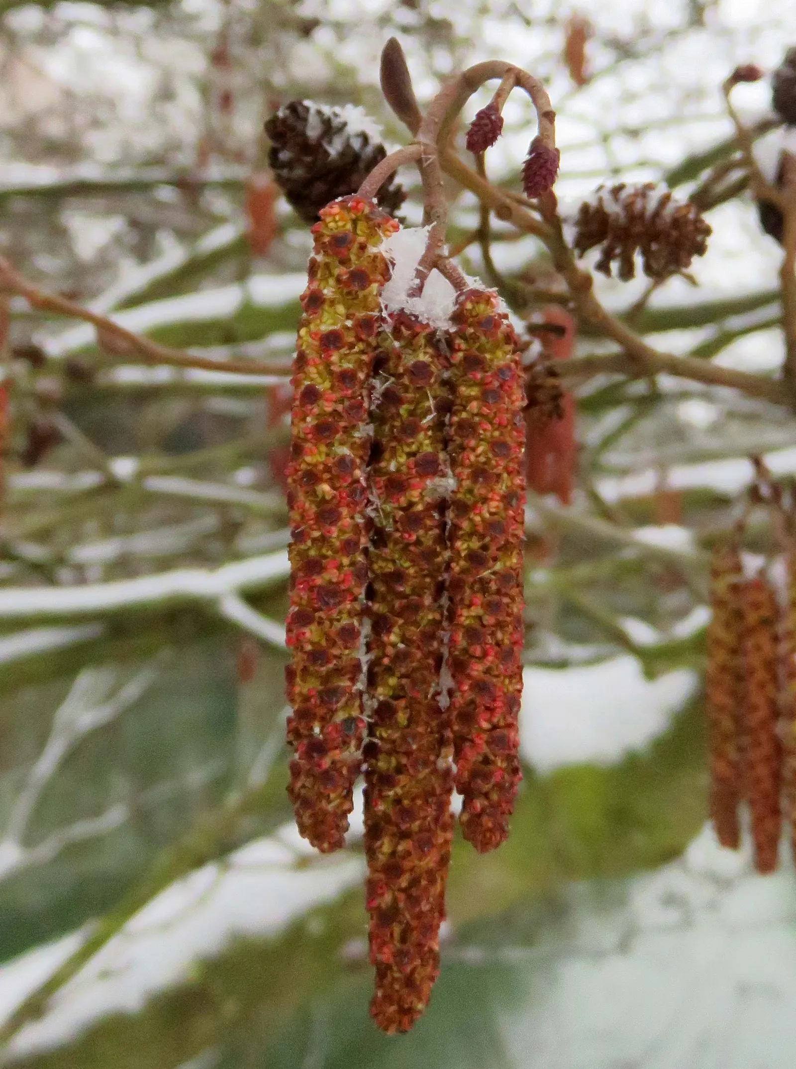 White Alder (Alnus Rhombifolia) — is a deciduous tree native to the western United States; and requires minimal pruning once established