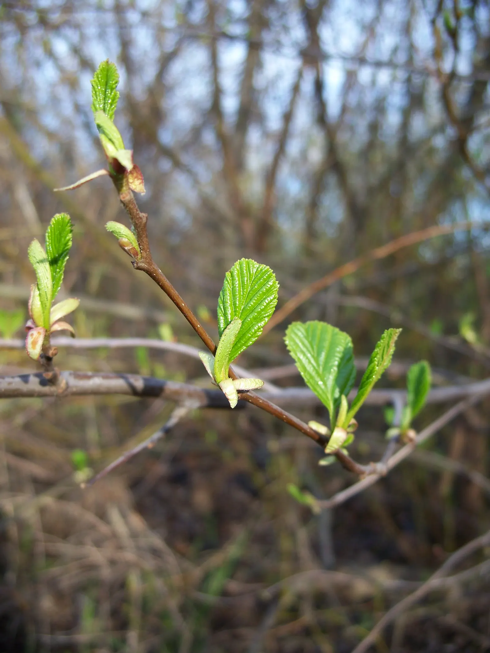 White Alder (Alnus Rhombifolia) — is a deciduous tree native to the western United States