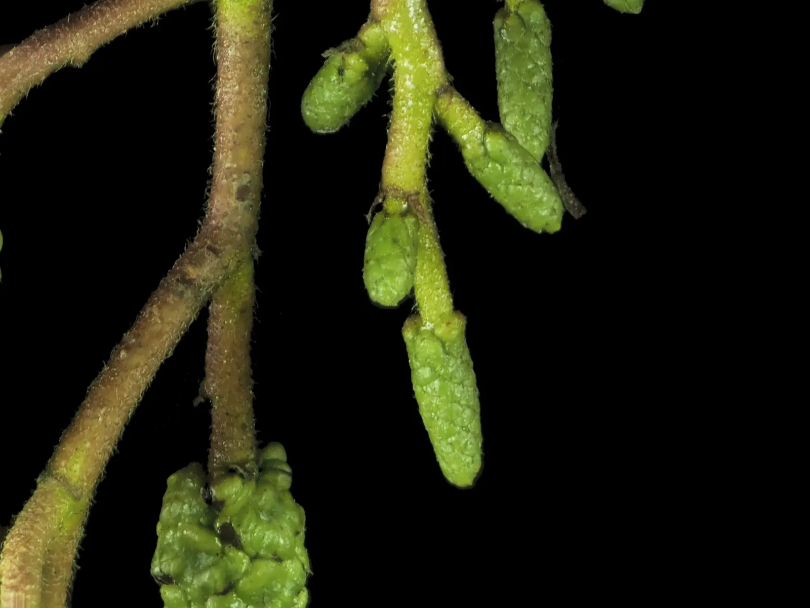 White Alder (Alnus Rhombifolia) — Catkins add interest in late winter to early spring