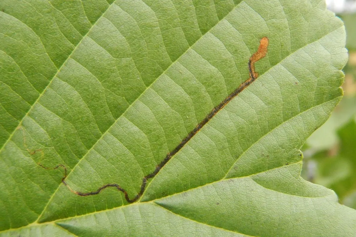 White Alder (Alnus Rhombifolia) — In late winter to early spring