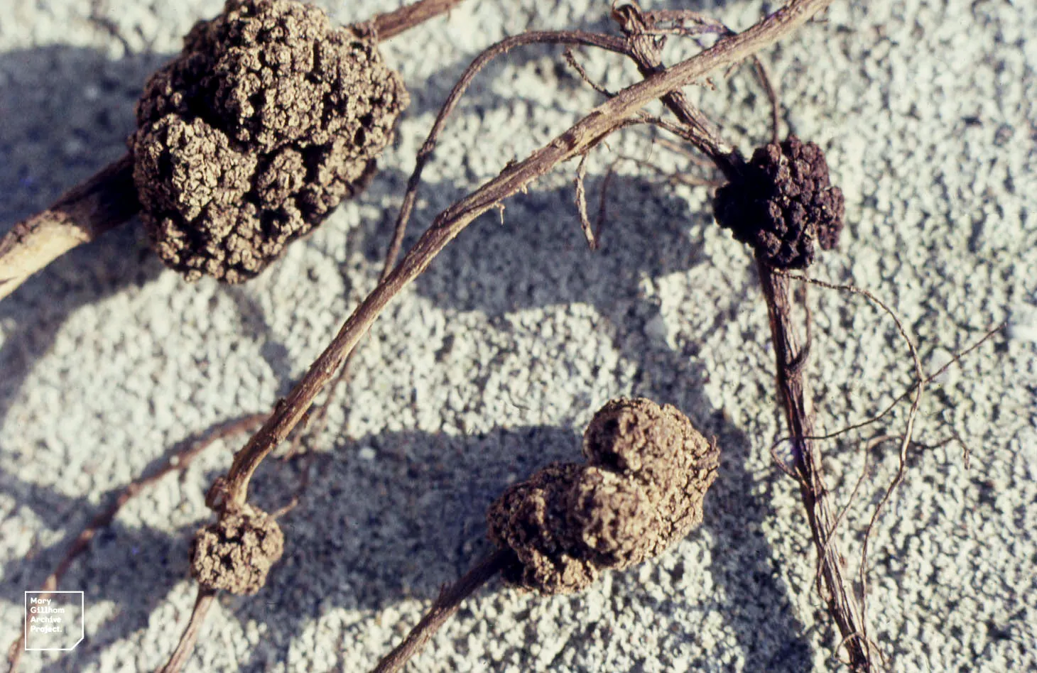 White Alder (Alnus Rhombifolia) — as it supports local wildlife with its seeds and catkins