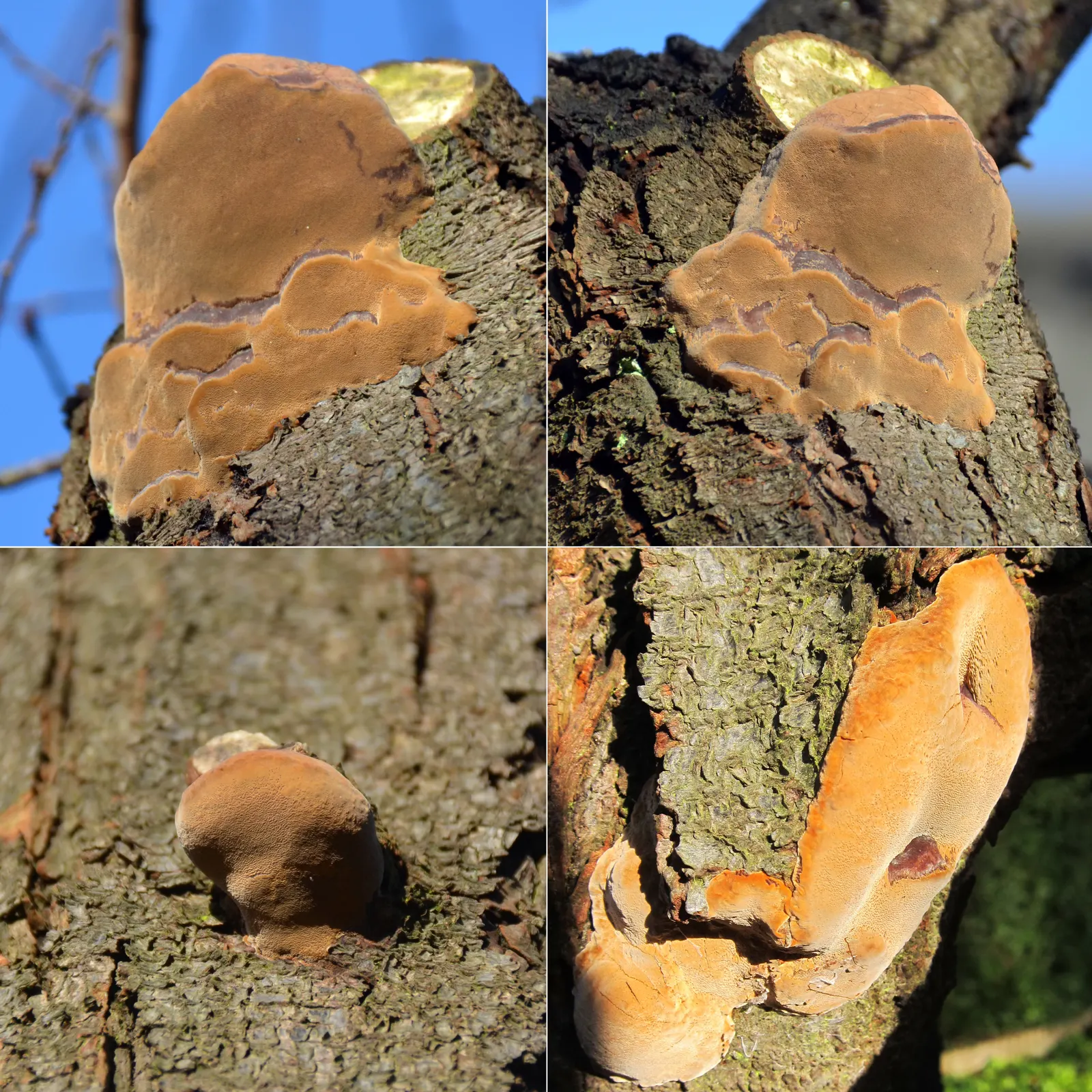 White Alder (Alnus Rhombifolia) — It features a smooth, gray-white bark and diamond-shaped, toothed leaves; with a canopy spread of about 20 to 40 feet
