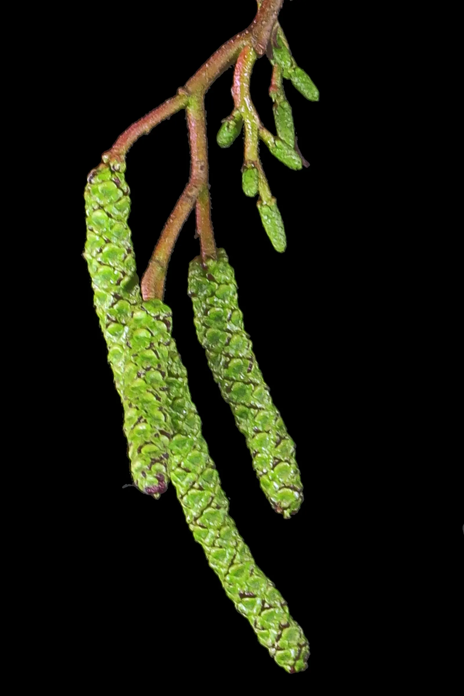 White Alder (Alnus Rhombifolia) — The White Alder (Alnus rhombifolia) is a deciduous tree reaching up to 50-80 ft