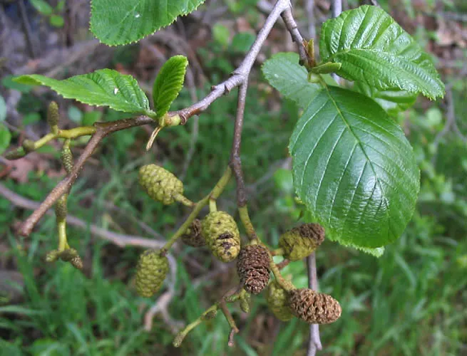 White Alder (Alnus Rhombifolia) — with a canopy spread of about 20 to 40 feet; in late winter to early spring