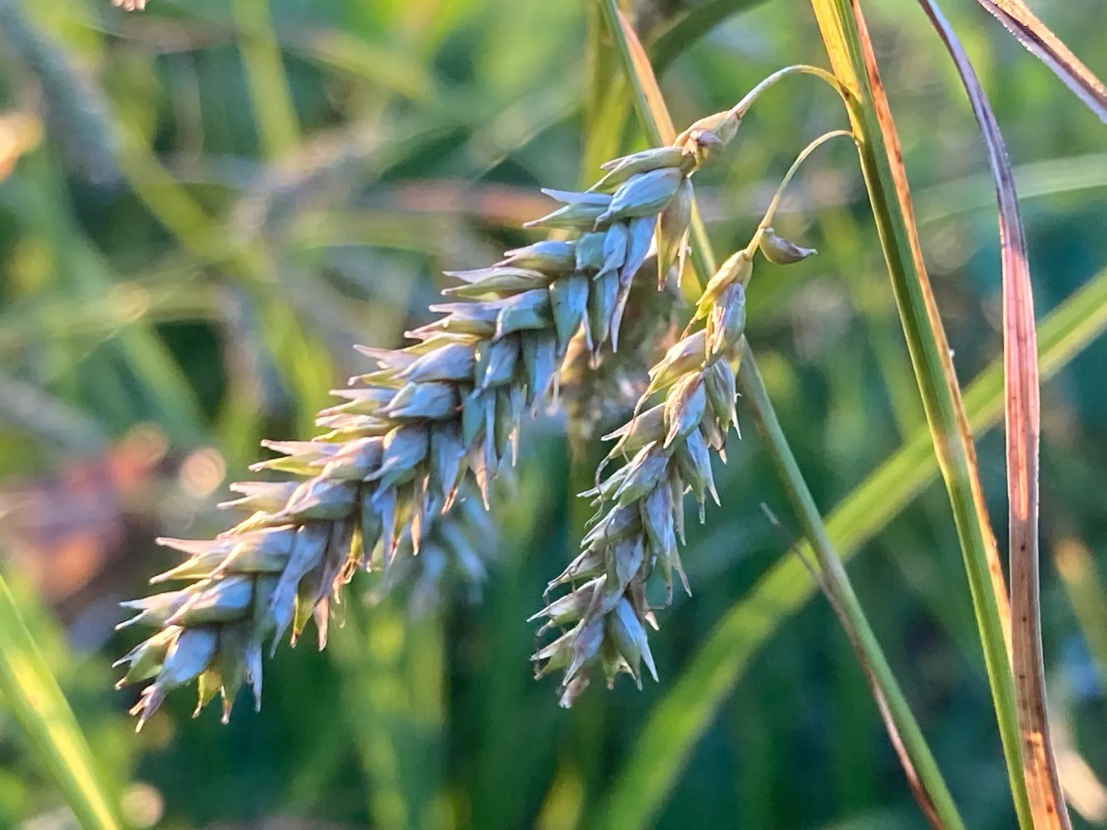 Cherokee Sedge (Carex Cherokeensis) — This low-maintenance sedge is an excellent choice for naturalistic and woodland landscapes